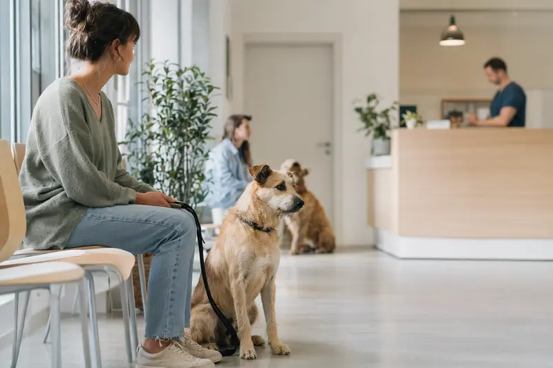Ein gelber Hund sitzt ruhig neben seinem Besitzer im hellen Wartezimmer einer modernen Tierarztpraxis.